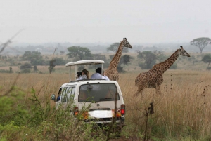 Nairobi National Park Guided Tour