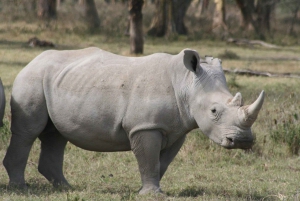 Nairobi National Park Guided Tour