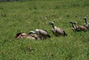 Nairobi : visite d'une demi-journée au parc national