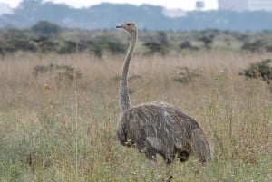 Nairobi : visite d'une demi-journée au parc national