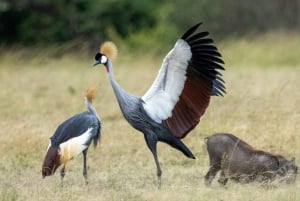 Nairobi : visite d'une demi-journée au parc national