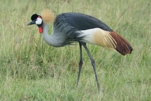 Nairobi : visite d'une demi-journée au parc national