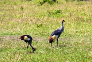 Nairobi : visite d'une demi-journée au parc national