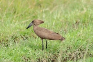Nairobi : visite d'une demi-journée au parc national