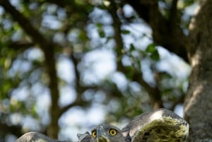 Nairobi : visite d'une demi-journée au parc national