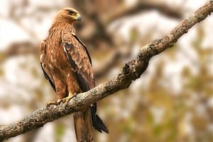 Nairobi : visite d'une demi-journée au parc national