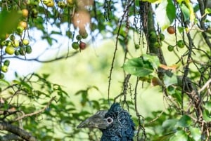 Nairobi : visite d'une demi-journée au parc national
