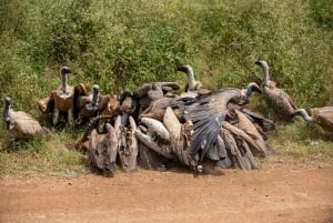 Nairobi : visite d'une demi-journée au parc national