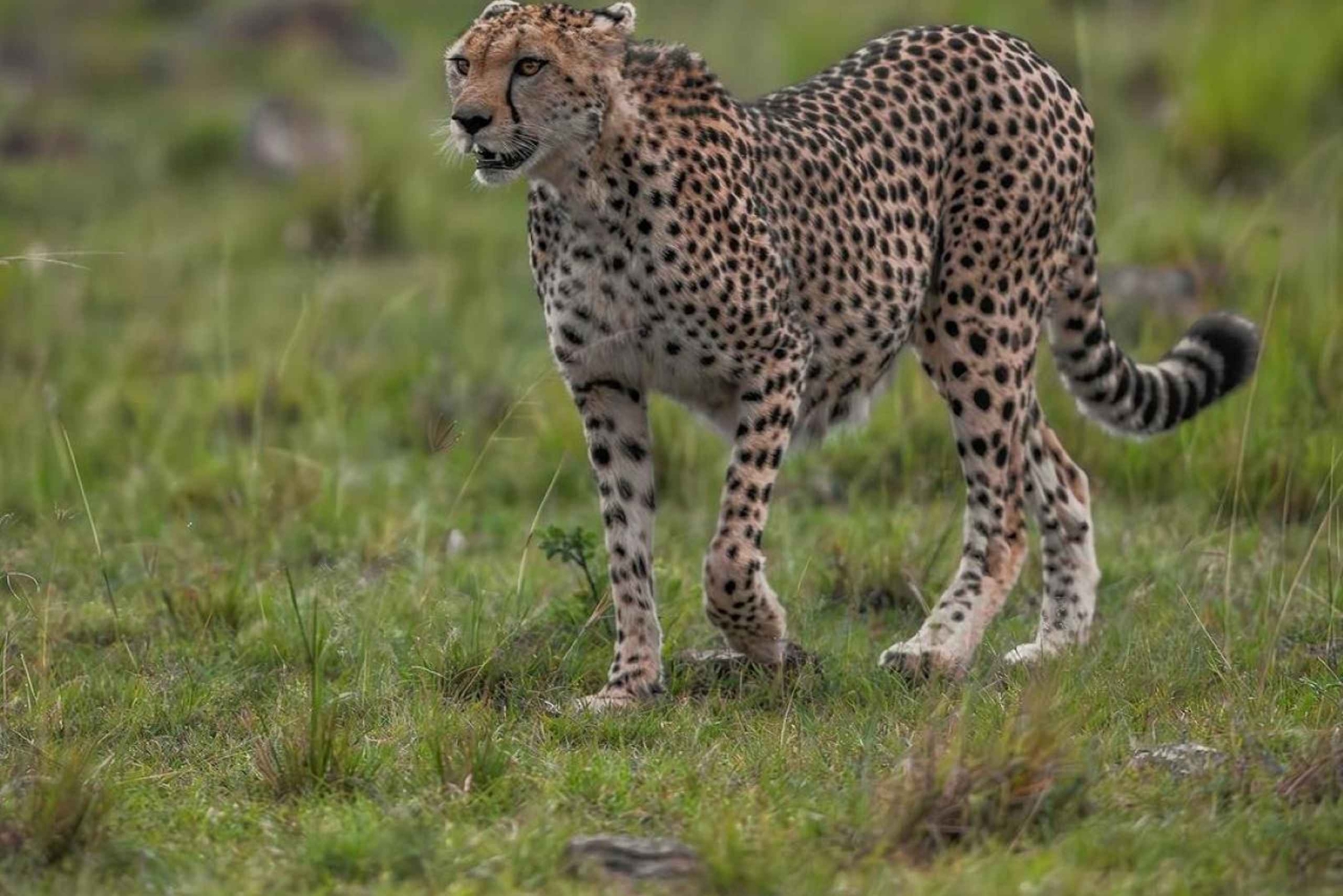 Parc national de Nairobi - demi-journée/journée entière de safari