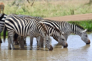 Parc national de Nairobi - demi-journée/journée entière de safari