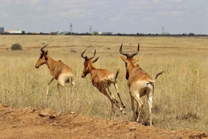 Parc national de Nairobi - demi-journée/journée entière de safari