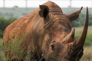 Parc national de Nairobi - demi-journée/journée entière de safari