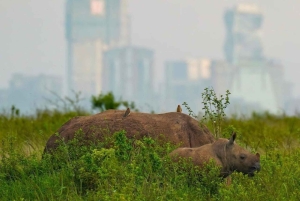 Parc national de Nairobi - demi-journée/journée entière de safari