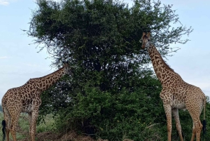 ナイロビ国立公園半日ゲームドライブ：ライオン、サイをご覧ください