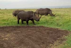 ナイロビ国立公園半日ゲームドライブ：ライオン、サイをご覧ください