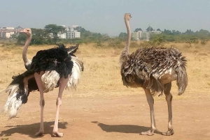 ナイロビ国立公園半日ゲームドライブ：ライオン、サイをご覧ください