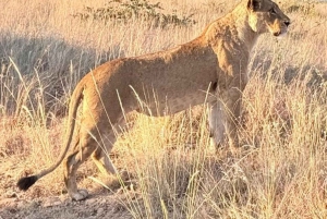 ナイロビ国立公園半日ゲームドライブ：ライオン、サイをご覧ください