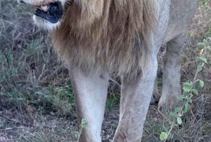 ナイロビ国立公園半日ゲームドライブ：ライオン、サイをご覧ください