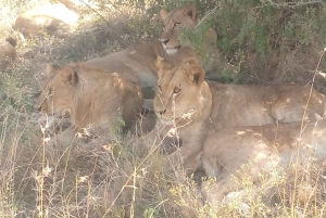 ナイロビ国立公園半日ゲームドライブ：ライオン、サイをご覧ください