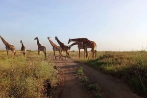 ナイロビ国立公園半日ゲームドライブ：ライオン、サイをご覧ください