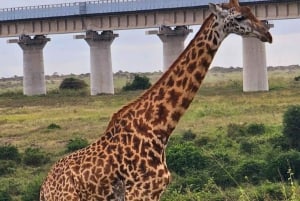 Nairobi: Guidad safari i nationalparken