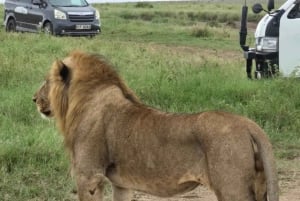 Nairobi: Guidad safari i nationalparken