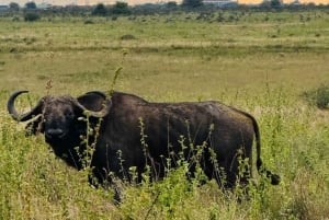 Nairobi: Guidad safari i nationalparken