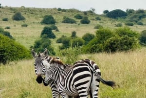 Nairobi: Guidad safari i nationalparken