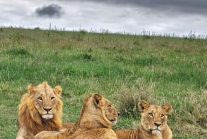 Nairobi: Guidad safari i nationalparken