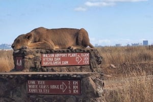 Nairobi National Park Half-Day Game Drive With Free Pick Up