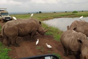 Nairobi: Nairobi National Park Half-Day Game Drive