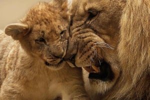 Nairobi: Nairobi National Park Half-Day Game Drive