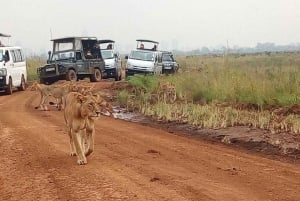 Nairobi-Nationalpark: Safari-Tour