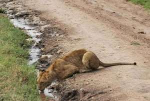 Safari d'une demi-journée dans le parc national de Nairobi