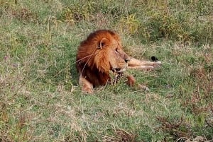 Nairobi nasjonalpark: Halvdags viltsafari