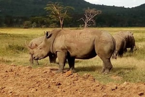 Nairobi nationalpark: halvdagstur med vilda djur
