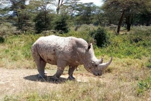 Safari d'une demi-journée dans le parc national de Nairobi