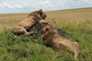 Nairobi nationalpark: halvdagstur med vilda djur
