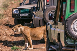 Halvdagstur i Nairobi Nationalpark