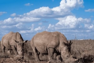 Halvdagstur i Nairobi Nationalpark