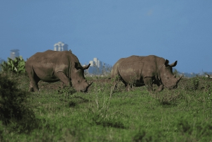 Halvdagstur i Nairobi Nationalpark