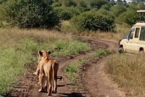 Halvdagstur i Nairobi Nationalpark