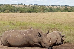 Halvdagstur i Nairobi Nationalpark