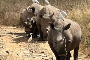 Halvdagstur i Nairobi Nationalpark