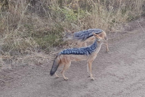Halvdagstur i Nairobi Nationalpark