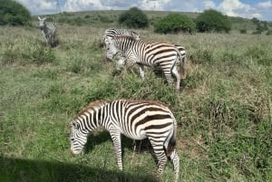 Park Narodowy Nairobi: półdniowa wycieczka grupowa z odbiorem z hotelu