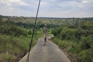 Park Narodowy Nairobi: półdniowa wycieczka grupowa z odbiorem z hotelu
