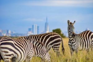 Nairobi: National Park Half-Day Group Trip with Pickup