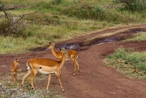 Nairobi: National Park Half-Day Group Trip with Pickup