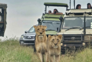 Nairobi National Park Guided GameDrive & Wildlife Experience